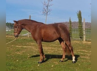 PRE Mix, Hengst, 6 Jahre, 161 cm, Dunkelfuchs