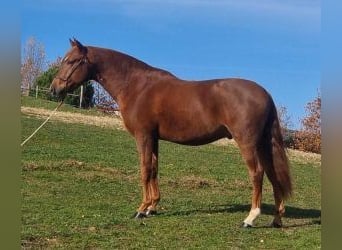 PRE Mix, Hengst, 6 Jahre, 161 cm, Dunkelfuchs
