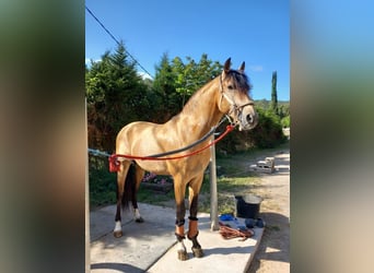 PRE Mix, Hengst, 6 Jahre, 161 cm, Falbe