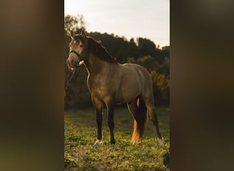 PRE Mix, Hengst, 6 Jahre, 161 cm, Falbe