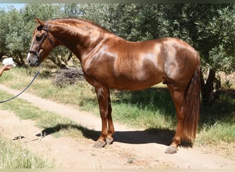PRE, Hengst, 6 Jahre, 161 cm, Fuchs