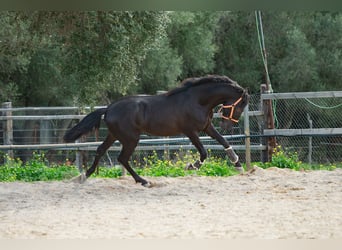PRE, Hengst, 6 Jahre, 161 cm, Rappe