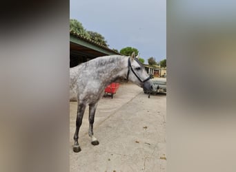 PRE Mix, Hengst, 6 Jahre, 161 cm, Schimmel