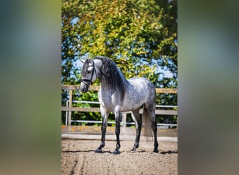 PRE Mix, Hengst, 6 Jahre, 162 cm, Apfelschimmel