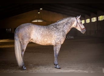 PRE, Hengst, 6 Jahre, 162 cm, Apfelschimmel