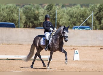 PRE, Hengst, 6 Jahre, 162 cm, Apfelschimmel