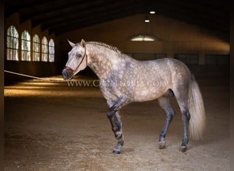 PRE, Hengst, 6 Jahre, 162 cm, Apfelschimmel