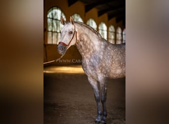 PRE, Hengst, 6 Jahre, 162 cm, Apfelschimmel