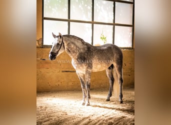 PRE, Hengst, 6 Jahre, 162 cm, Apfelschimmel