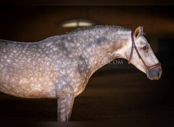 PRE, Hengst, 6 Jahre, 162 cm, Apfelschimmel