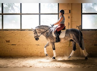 PRE, Hengst, 6 Jahre, 162 cm, Apfelschimmel