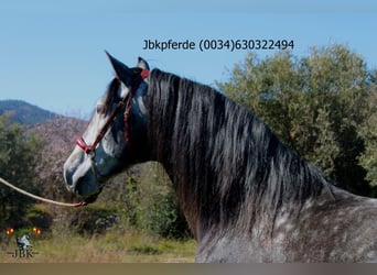 PRE, Hengst, 6 Jahre, 162 cm, Apfelschimmel