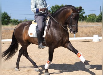 PRE Mix, Hengst, 6 Jahre, 162 cm, Brauner