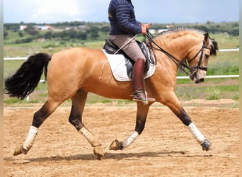 PRE Mix, Hengst, 6 Jahre, 162 cm, Falbe