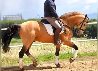 PRE Mix, Hengst, 6 Jahre, 162 cm, Falbe