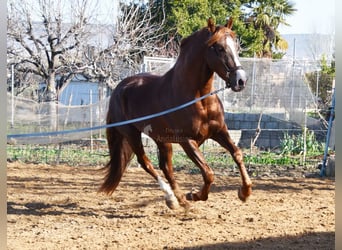 PRE, Hengst, 6 Jahre, 162 cm, Fuchs