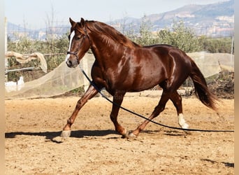 PRE, Hengst, 6 Jahre, 162 cm, Fuchs