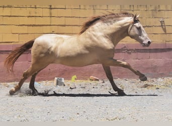 PRE, Hengst, 6 Jahre, 162 cm, Pearl