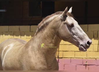 PRE, Hengst, 6 Jahre, 162 cm, Pearl