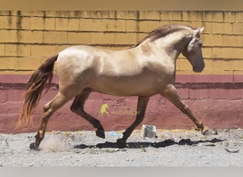 PRE, Hengst, 6 Jahre, 162 cm, Pearl