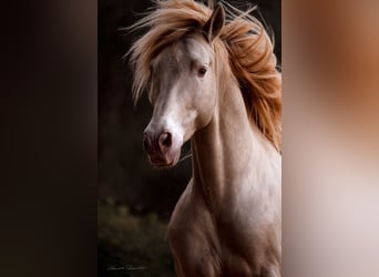 PRE Mix, Hengst, 6 Jahre, 162 cm, Perlino
