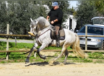 PRE, Hengst, 6 Jahre, 162 cm, Schimmel