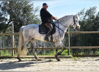 PRE, Hengst, 6 Jahre, 162 cm, Schimmel