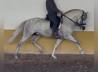 PRE, Hengst, 6 Jahre, 162 cm, Schimmel