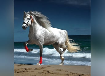 PRE Mix, Hengst, 6 Jahre, 163 cm, Apfelschimmel