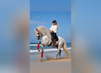 PRE, Hengst, 6 Jahre, 163 cm, Apfelschimmel