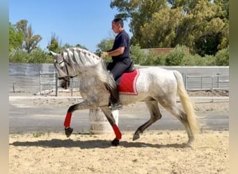 PRE, Hengst, 6 Jahre, 163 cm, Apfelschimmel