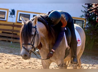 PRE Mix, Hengst, 6 Jahre, 163 cm, Braunfalbschimmel