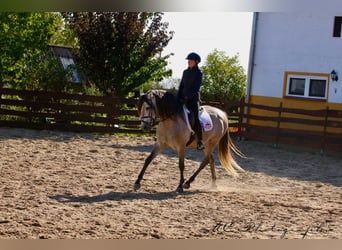 PRE Mix, Hengst, 6 Jahre, 163 cm, Braunfalbschimmel