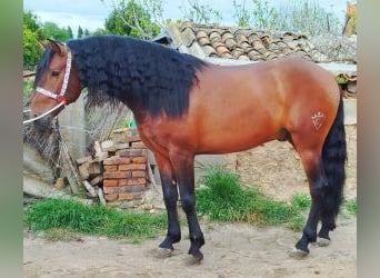 PRE Mix, Hengst, 6 Jahre, 163 cm, Rotbrauner