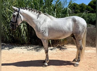 PRE Mix, Hengst, 6 Jahre, 163 cm, Schimmel