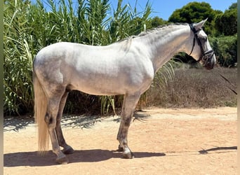 PRE Mix, Hengst, 6 Jahre, 163 cm, Schimmel