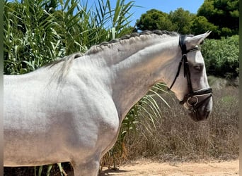 PRE Mix, Hengst, 6 Jahre, 163 cm, Schimmel