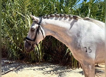 PRE Mix, Hengst, 6 Jahre, 163 cm, Schimmel