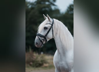 PRE Mix, Hengst, 6 Jahre, 163 cm, White