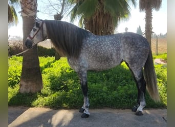 PRE Mix, Hengst, 6 Jahre, 164 cm, Apfelschimmel