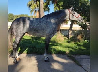 PRE Mix, Hengst, 6 Jahre, 164 cm, Apfelschimmel