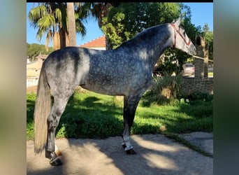 PRE Mix, Hengst, 6 Jahre, 164 cm, Apfelschimmel