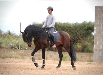 PRE Mix, Hengst, 6 Jahre, 164 cm, Brauner