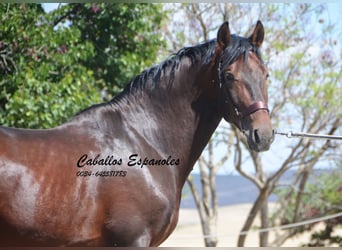 PRE, Hengst, 6 Jahre, 164 cm, Brauner