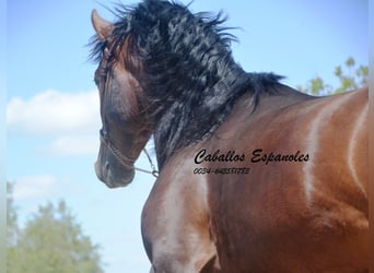 PRE, Hengst, 6 Jahre, 164 cm, Brauner