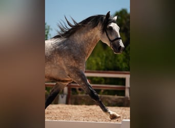 PRE Mix, Hengst, 6 Jahre, 164 cm, Schimmel