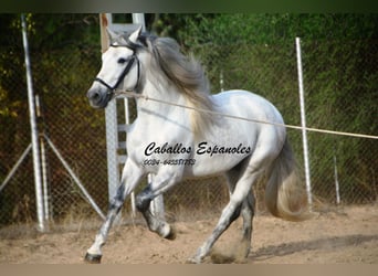 PRE, Hengst, 6 Jahre, 164 cm, Schimmel