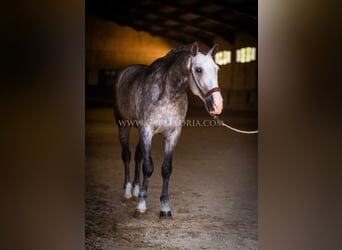PRE, Hengst, 6 Jahre, 165 cm, Apfelschimmel