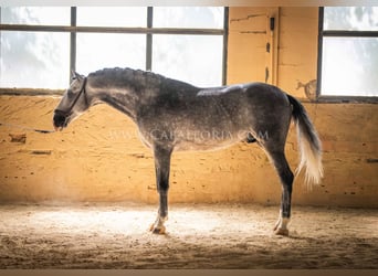 PRE, Hengst, 6 Jahre, 165 cm, Apfelschimmel