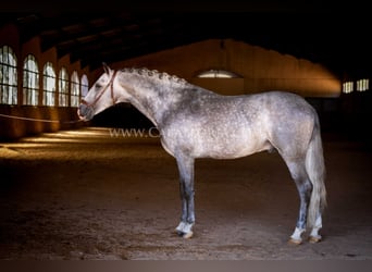 PRE, Hengst, 6 Jahre, 165 cm, Apfelschimmel